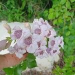 Penstemon cobaea Λουλούδι