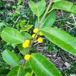 Maclura cochinchinensis Fruit