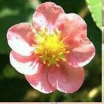 Rosa arkansana Blomst