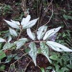 Begonia macrocarpa Blad