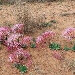 Ammocharis tinneana Συνήθη χαρακτηριστικά