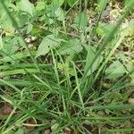 Allium tuberosum Folha