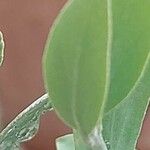 Simmondsia chinensis Φύλλο