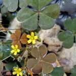 Oxalis corniculata പുഷ്പം