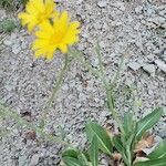 Senecio gerardi Blüte