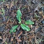 Goodyera oblongifolia Leaf