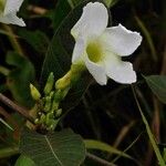 Odontadenia lutea Flors