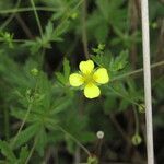 Potentilla erecta Other