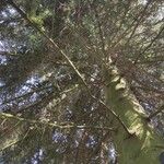 Abies cephalonica Hábito