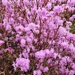 Rhododendron mucronulatum Costuma