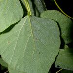 Neustanthus phaseoloides पत्ता