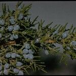 Juniperus occidentalis Характер