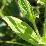 Epilobium hirsutum Folio