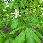 Magnolia fraseri Blomst