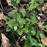 Potentilla indica Hábito