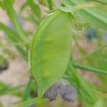 Lathyrus sativus Fruit