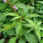 Impatiens balsamina Hoja