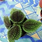 Pilea mollis Frunză