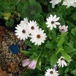 Osteospermum ecklonis葉