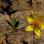 Mentzelia crocea Costuma