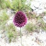 Allium sphaerocephalum Flower