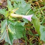 Datura stramoniumBlomma