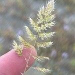Trisetum paniceum 花