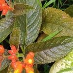 Chrysothemis pulchella Yaprak