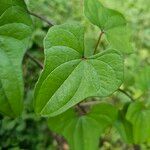 Dioscorea oppositifolia برگ