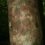 Schefflera decaphylla Bark