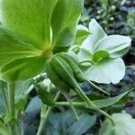 Helleborus lividus Fruit