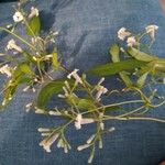 Paederia foetida Flower