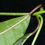 Odontadenia macrantha Froito