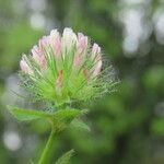 Trifolium lappaceum Flower