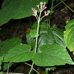 Clerodendrum buchananii Fruto