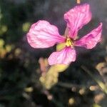 Moricandia arvensis 花