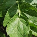 Sium sisarum Hoja
