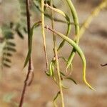 Prosopis cineraria Fruit