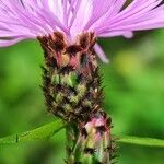 Centaurea nigrescensFlower