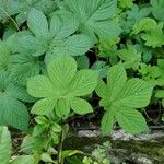 Hydrastis canadensis Leaf