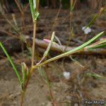 Gayophytum eriospermum Цвят