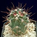 Sclerocactus parviflorus Habit