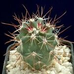 Sclerocactus parviflorus Natur