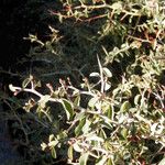 Ceanothus cordulatus Habitat