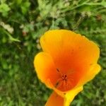 Eschscholzia californicaBlüte