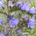 Echium vulgareЦветок