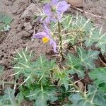 Solanum virginianum Flor