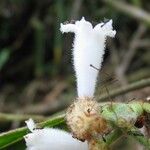 Psychotria faguetii Floare