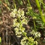 Galium album Blüte