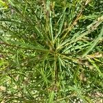 Vernonia angustifolia Lapas
